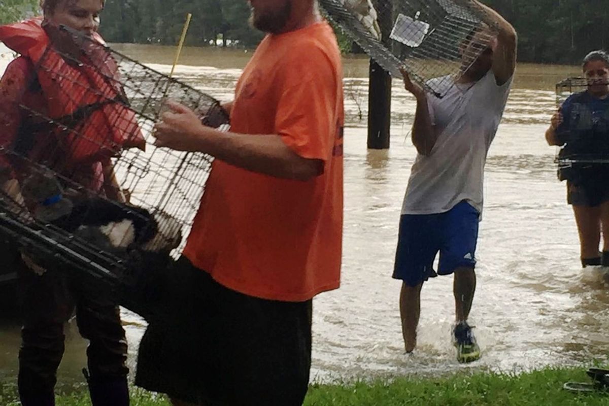 People Stay Behind to Save Animals Trapped in Devastating Louisiana Floods