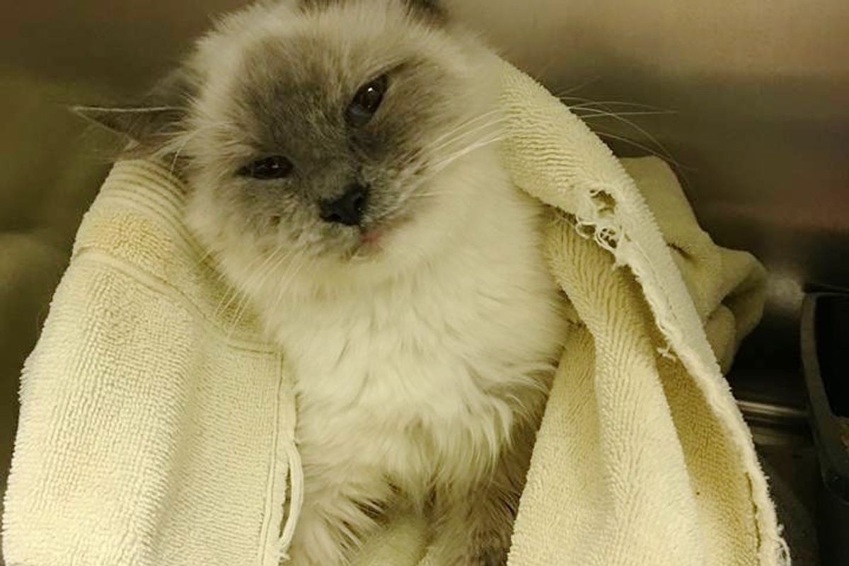 Cat Hides in Blankets from Everyone But a Second Chance Changes Everything