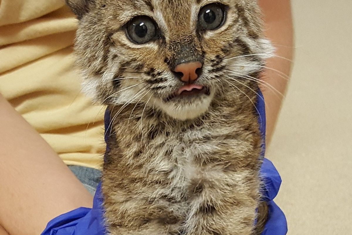 Rescue Baby Bobcat Lost Her Brother, So They Found Her a New Friend
