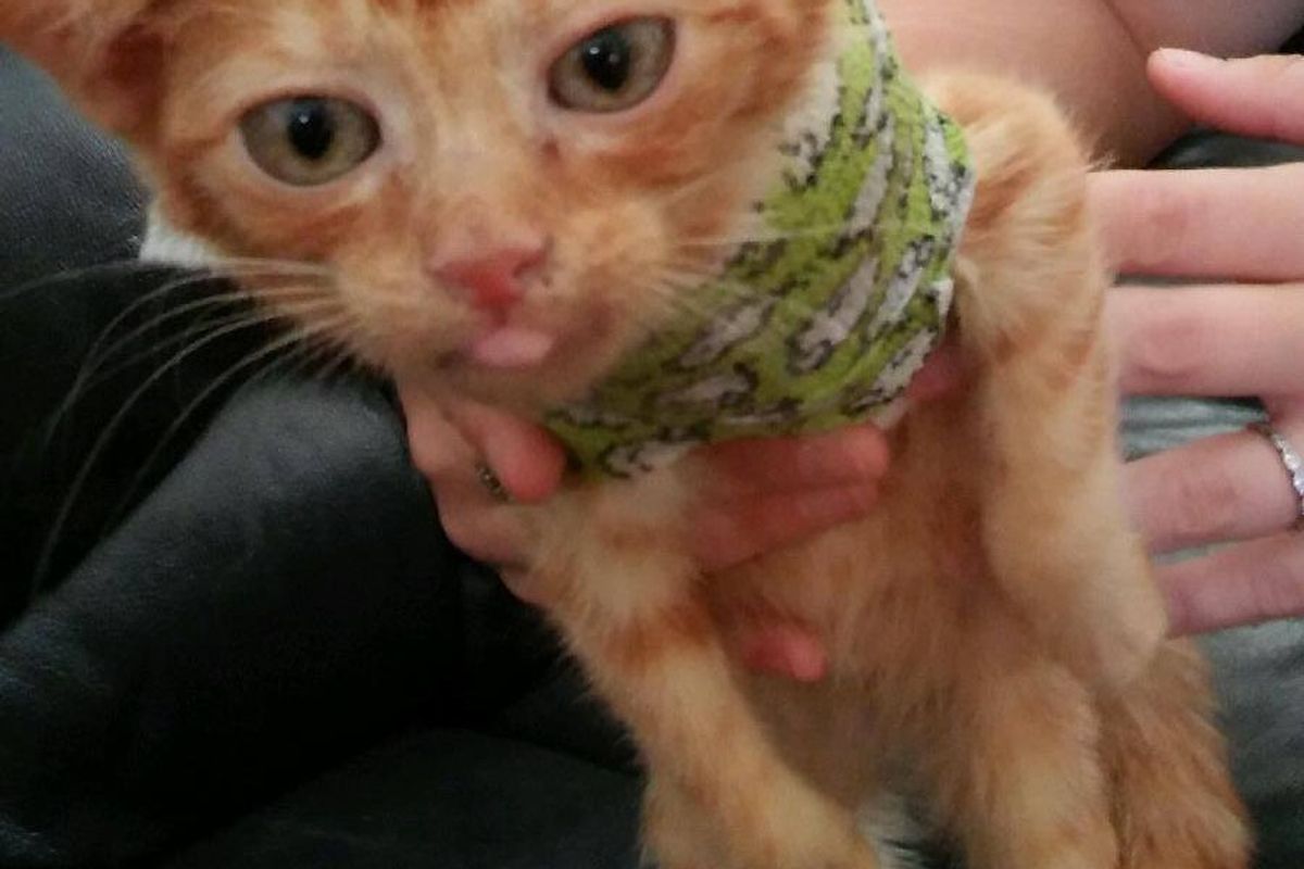 Body Cast Saves This Kitty's Life and Helps Him Get Stronger