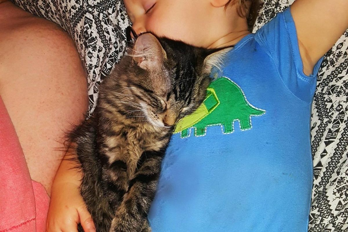 Kitten Found His Little Human, Won't Leave His Side in These Adorable Photos