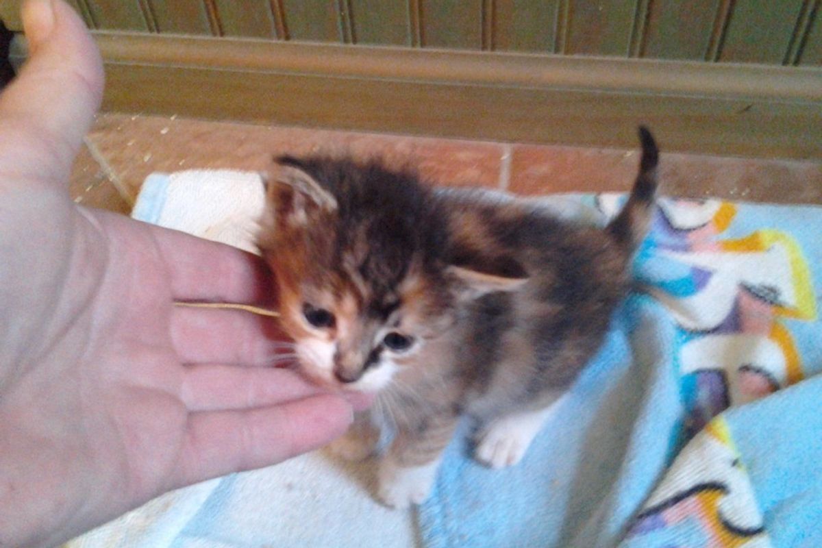Feral Kitten Found Half Frozen Now Turned Around by Love