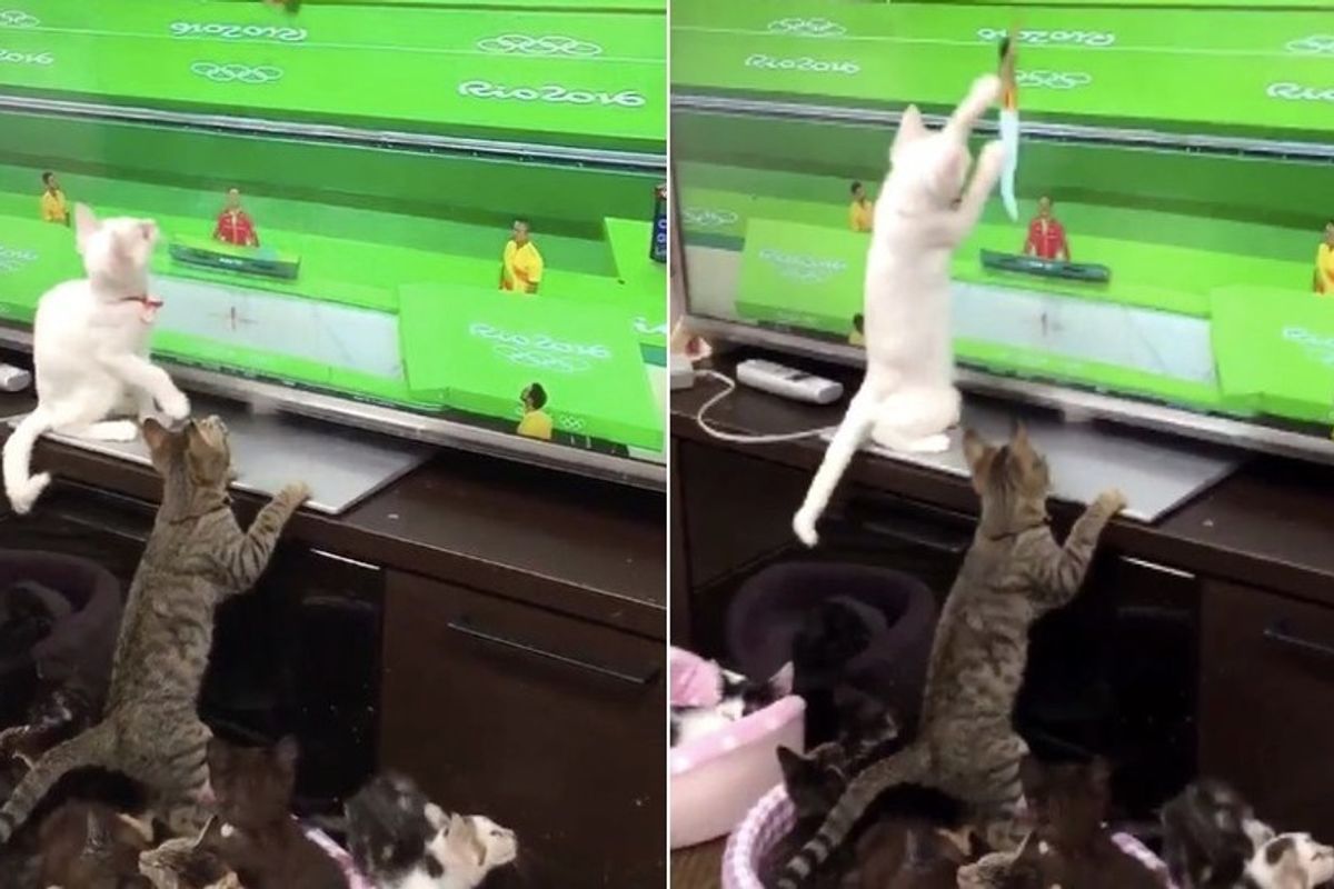 Cats Try to Give Athletes at the Olympics a Helping Paw