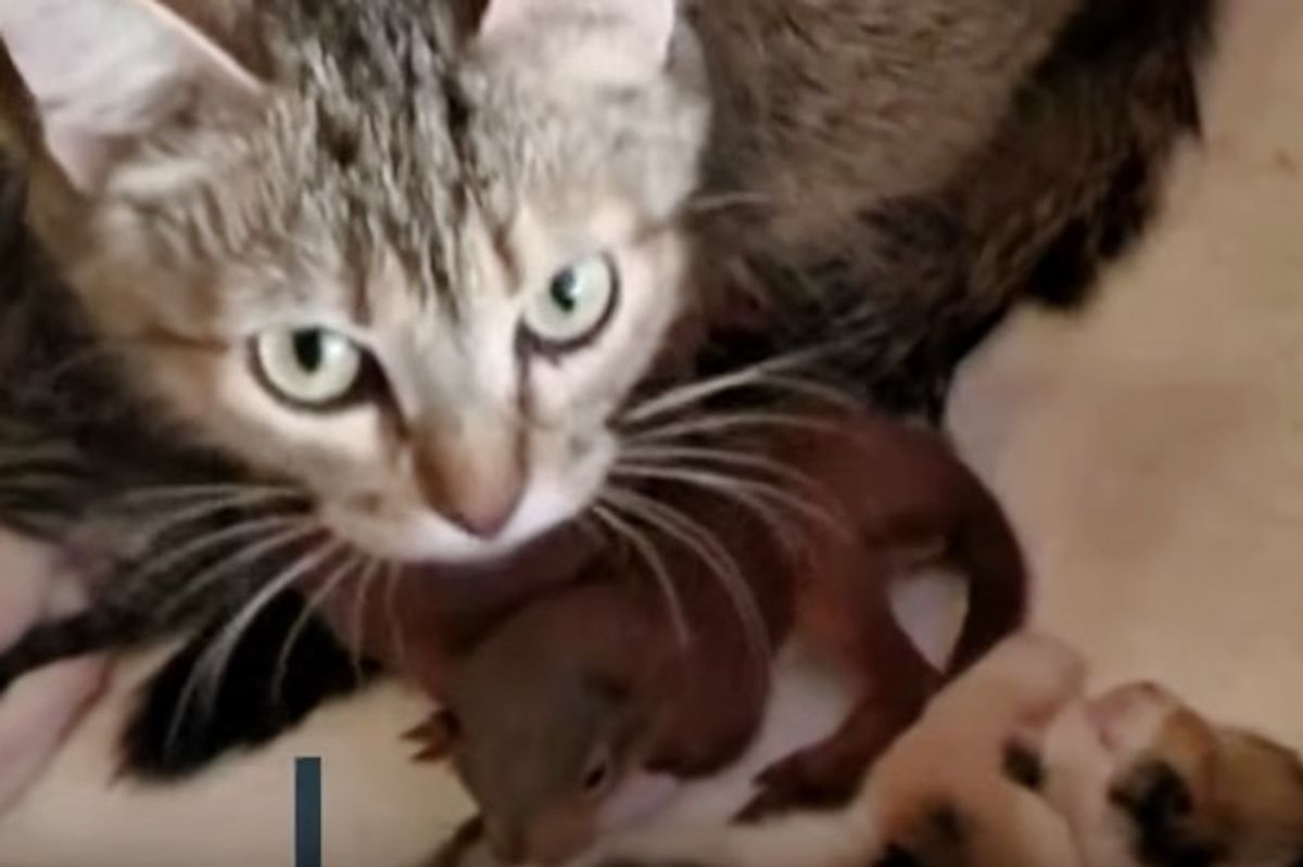 Cat Becomes Mom to 2 Orphaned Babies That Aren't Feline