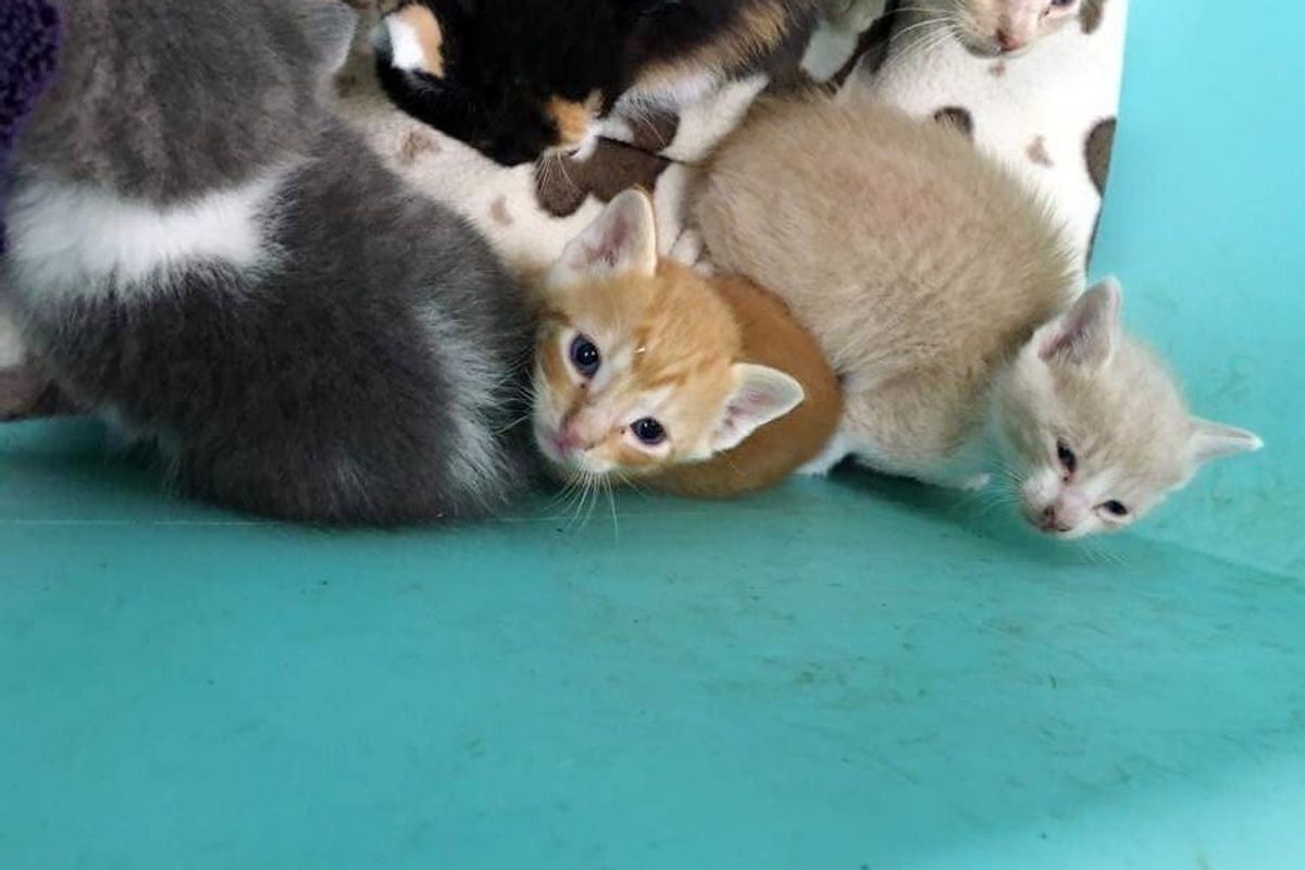 Seven Orphaned Kittens Barely Escape Huge Thunderstorm