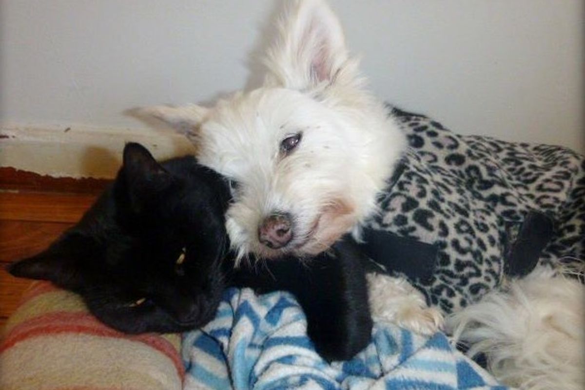 'Unwanted' Cat and Senior Dog Found Each Other and Haven't Stopped Cuddling