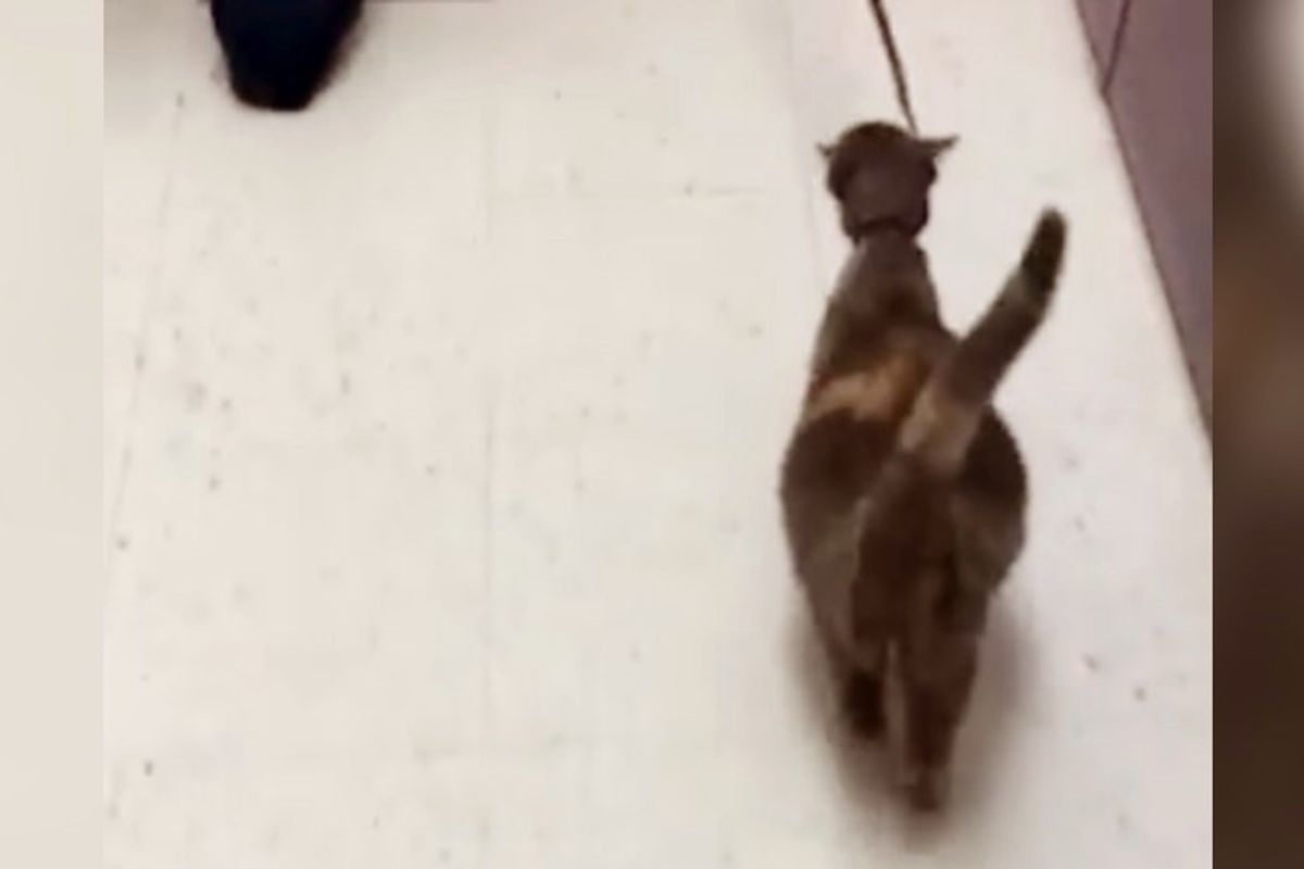 Stray Cat Came to Shelter with Big Belly, So Pregnant She Was Almost Bursting