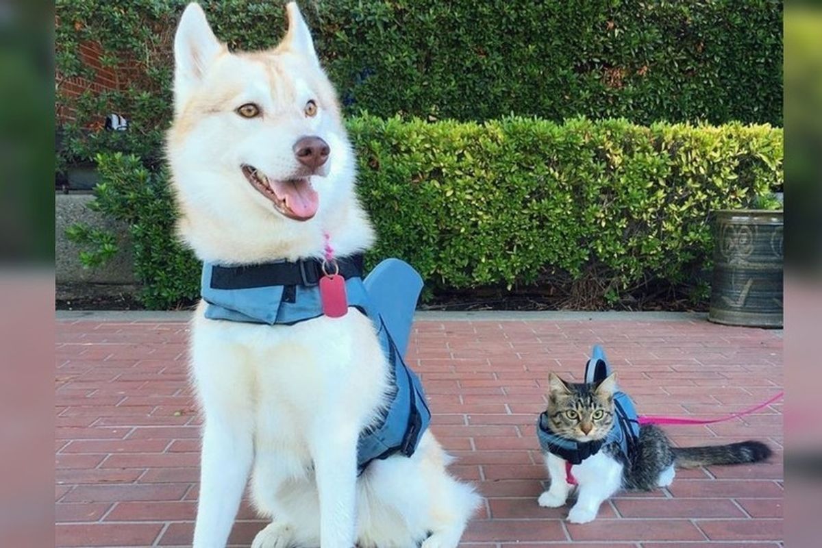 Heartbroken Kitten Wouldn’t Eat Until She Met This Dog