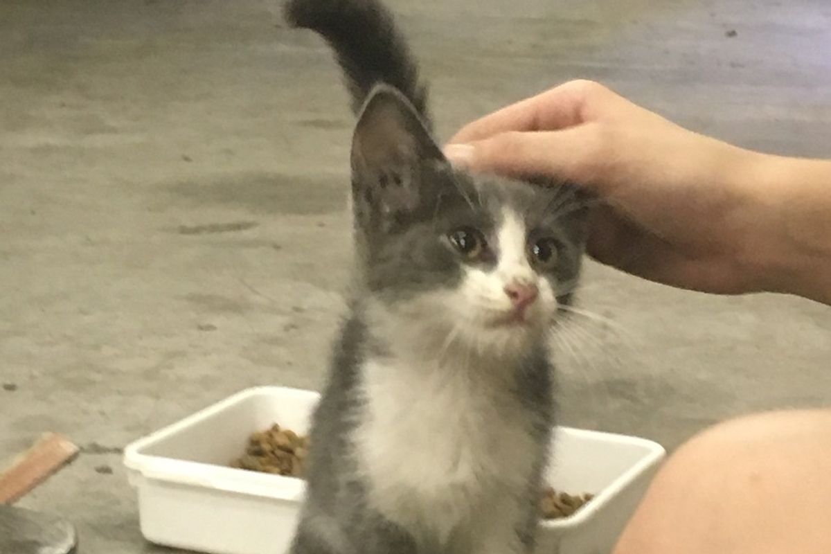 Stray Kitten So Scared He Kept Crying and Hiding Until He Felt Love, Now 6 Months Later...