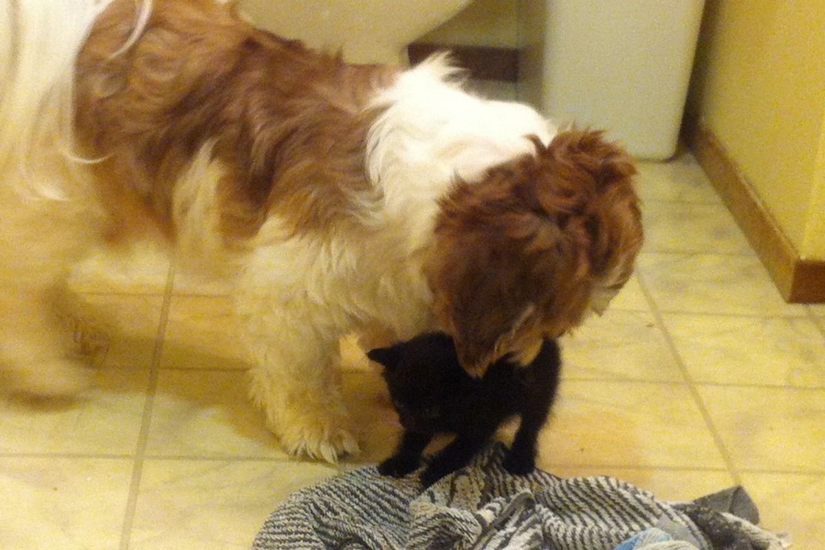 Feral Kitten Never Had a Family, So They Showed Him Love