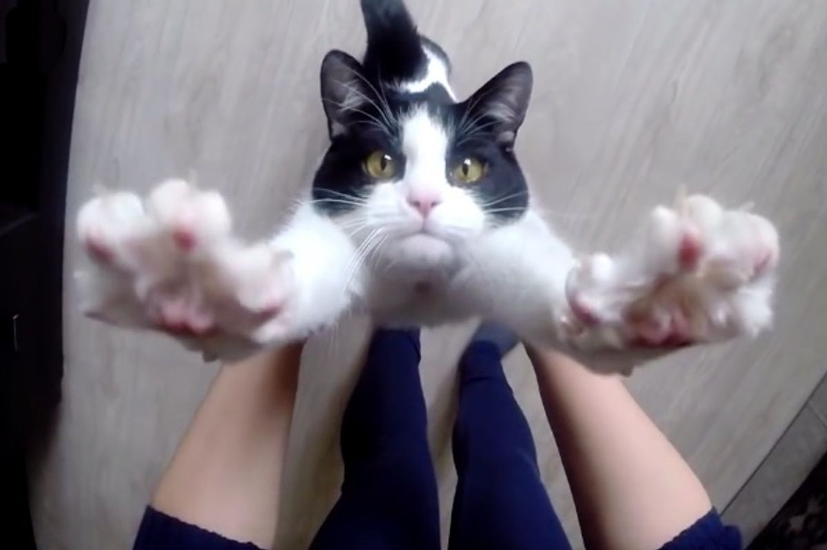 Couple Saves Kitten from Brink of Death, Now He Demands Hugs Every Day