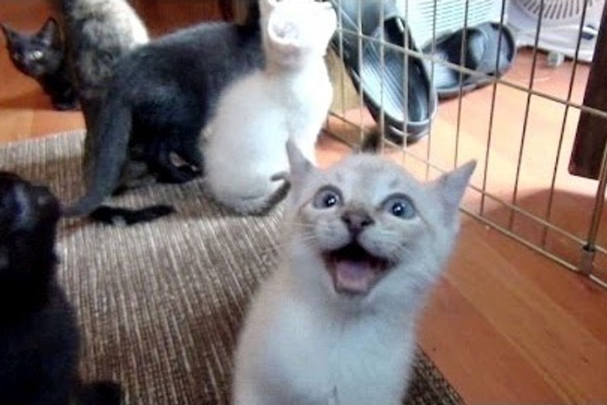 Foster Kittens Squeak Like Dolphins When Human Dad Gets Home