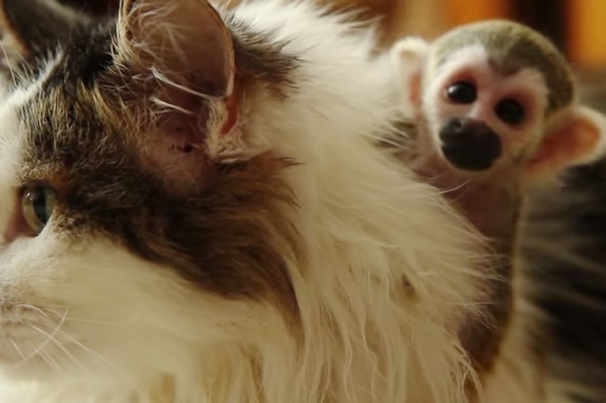 Cat Takes in Baby Squirrel Monkey After He was Rejected by His Mother