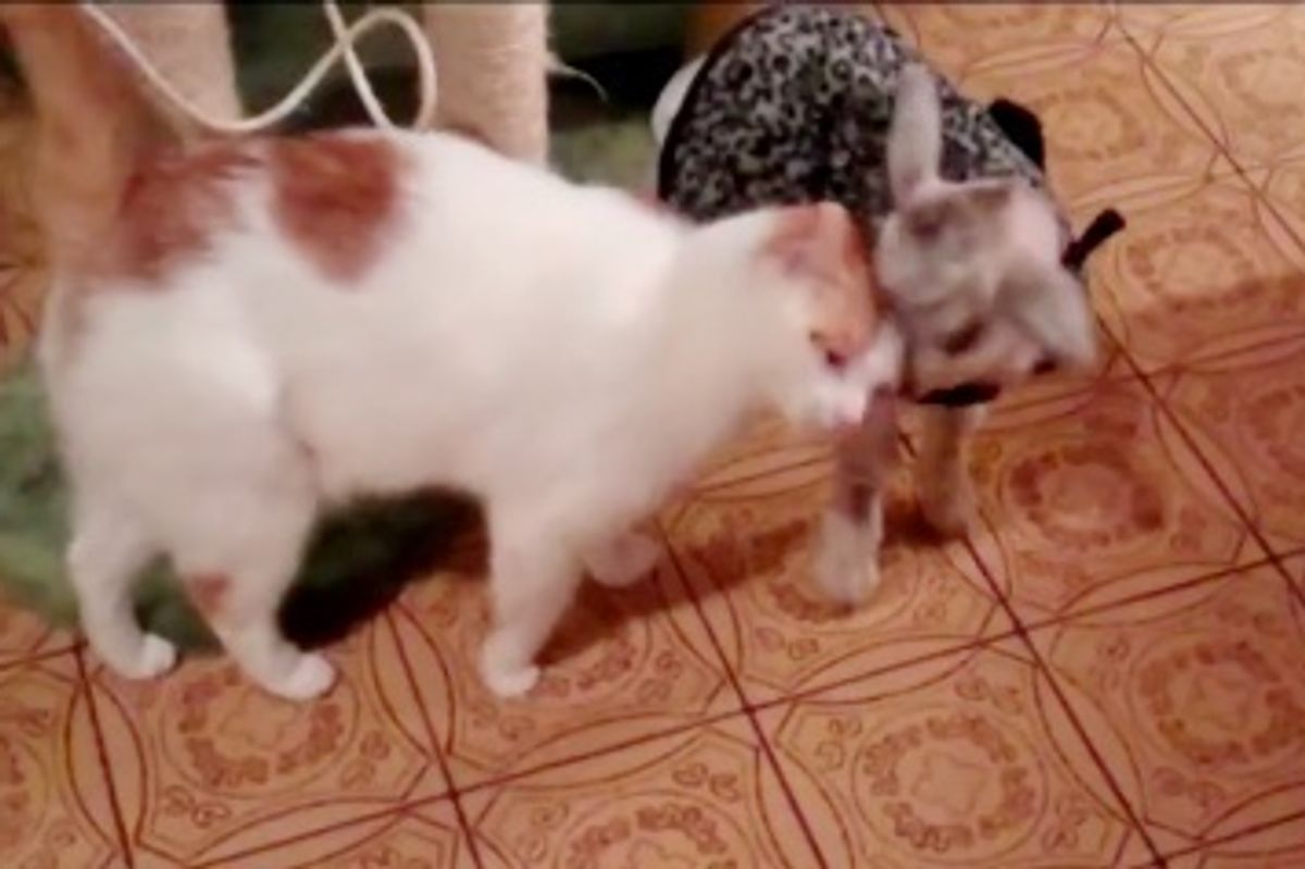 Cat Becomes Dad to Orphaned Baby Goat who Desperately Needs Love