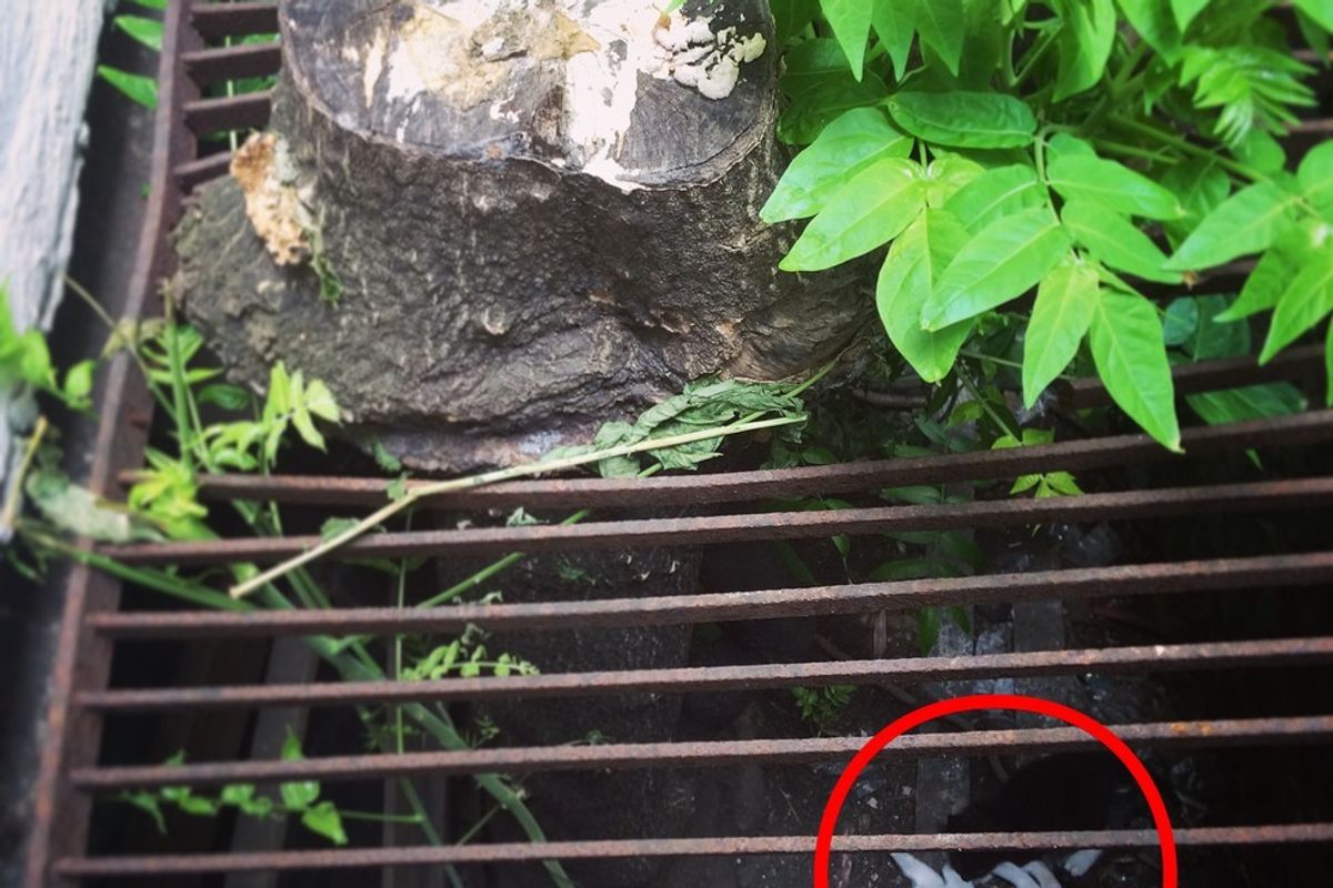 Woman Spots Two Squirmy Furballs Behind Grate and Knows She Has to Help