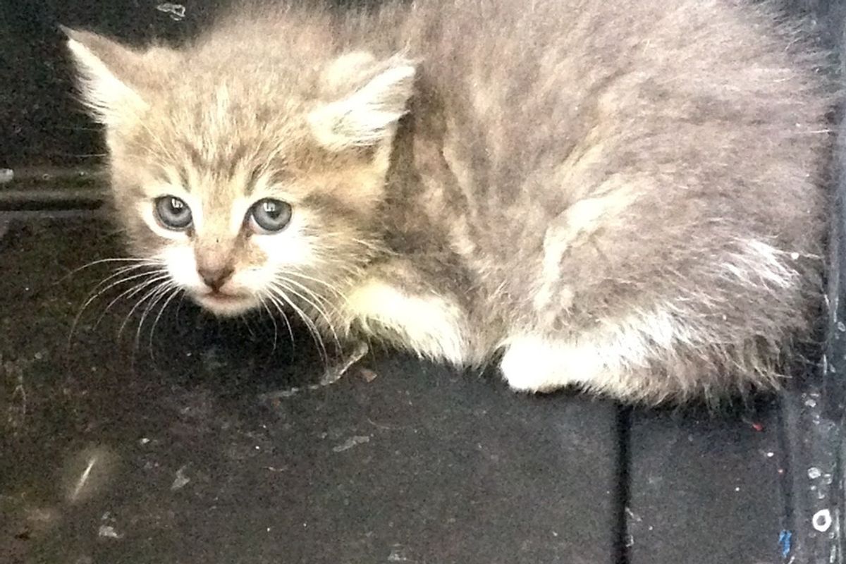 Kitten Found in Garage Fears for His Life Until They Show Him Love