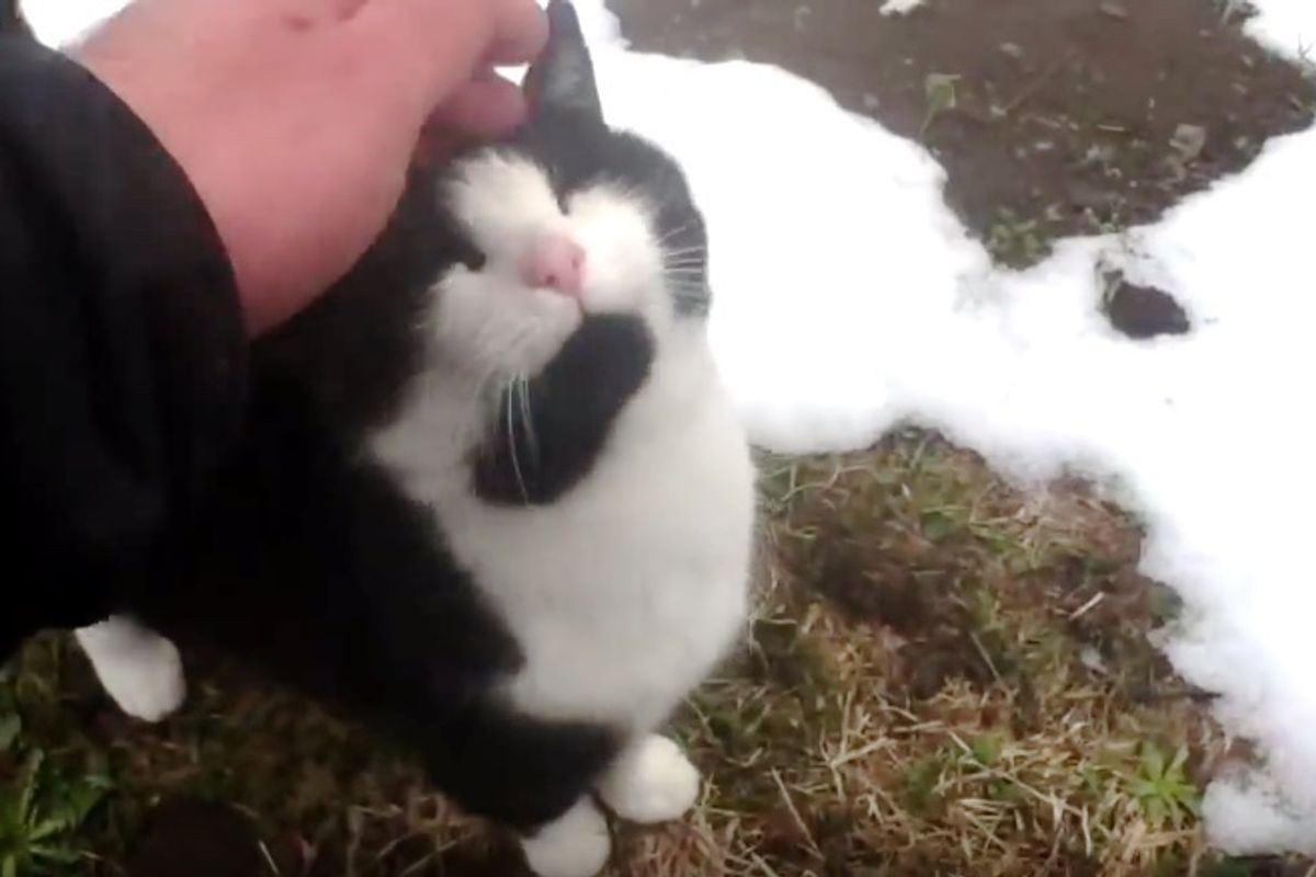 Cat Walks Up to Man and Guides Him Down the Mountain After He Got Lost