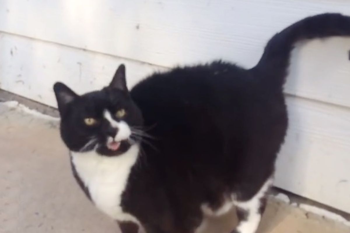 Cat 25 Years Old Has the Cutest Raspy 'Old Man' Meow