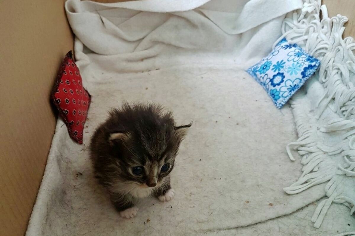 Stray Cat Brings a Tiny Surprise to Woman who Gave Her Food...