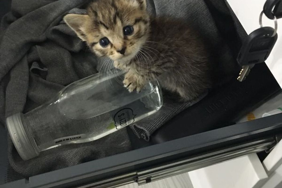 Kitten Abandoned in Box All Alone, Finds Her Way into 20 People's Hearts