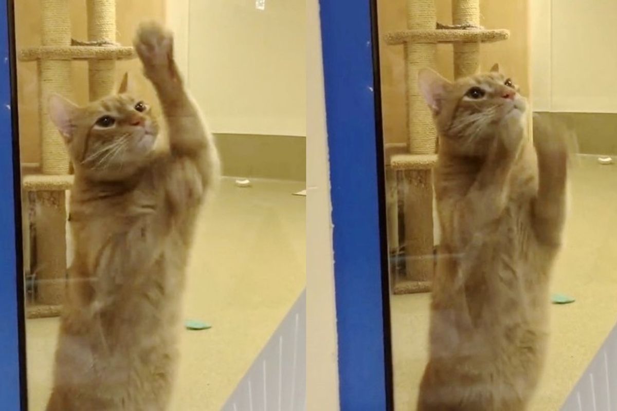 Cat Can't Find Home Because He's 'Feisty', Waits by Window Every Day