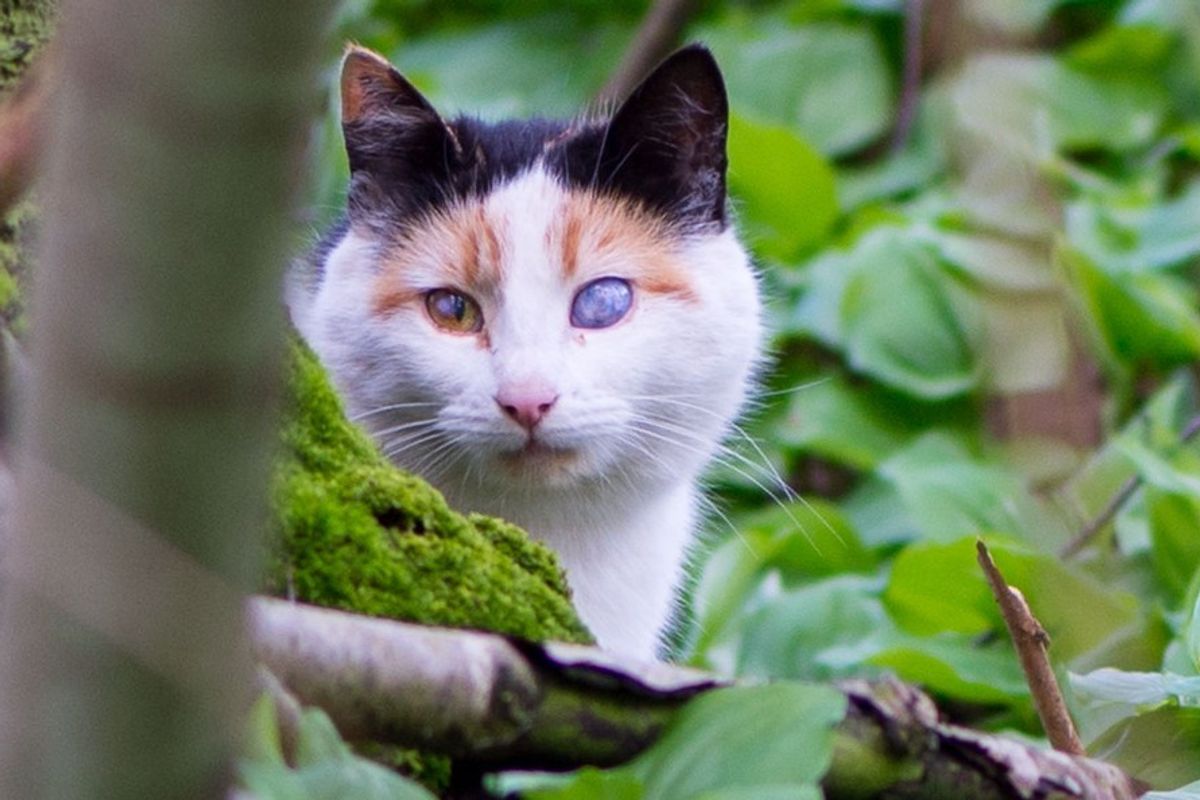 Rescuers Save Feral Cat and Four Little Ones in Her Belly