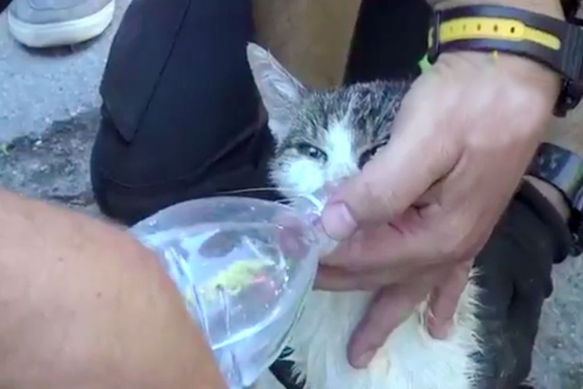 Cat Survives Being Trapped Under Italy Earthquake Rubble for Five Days