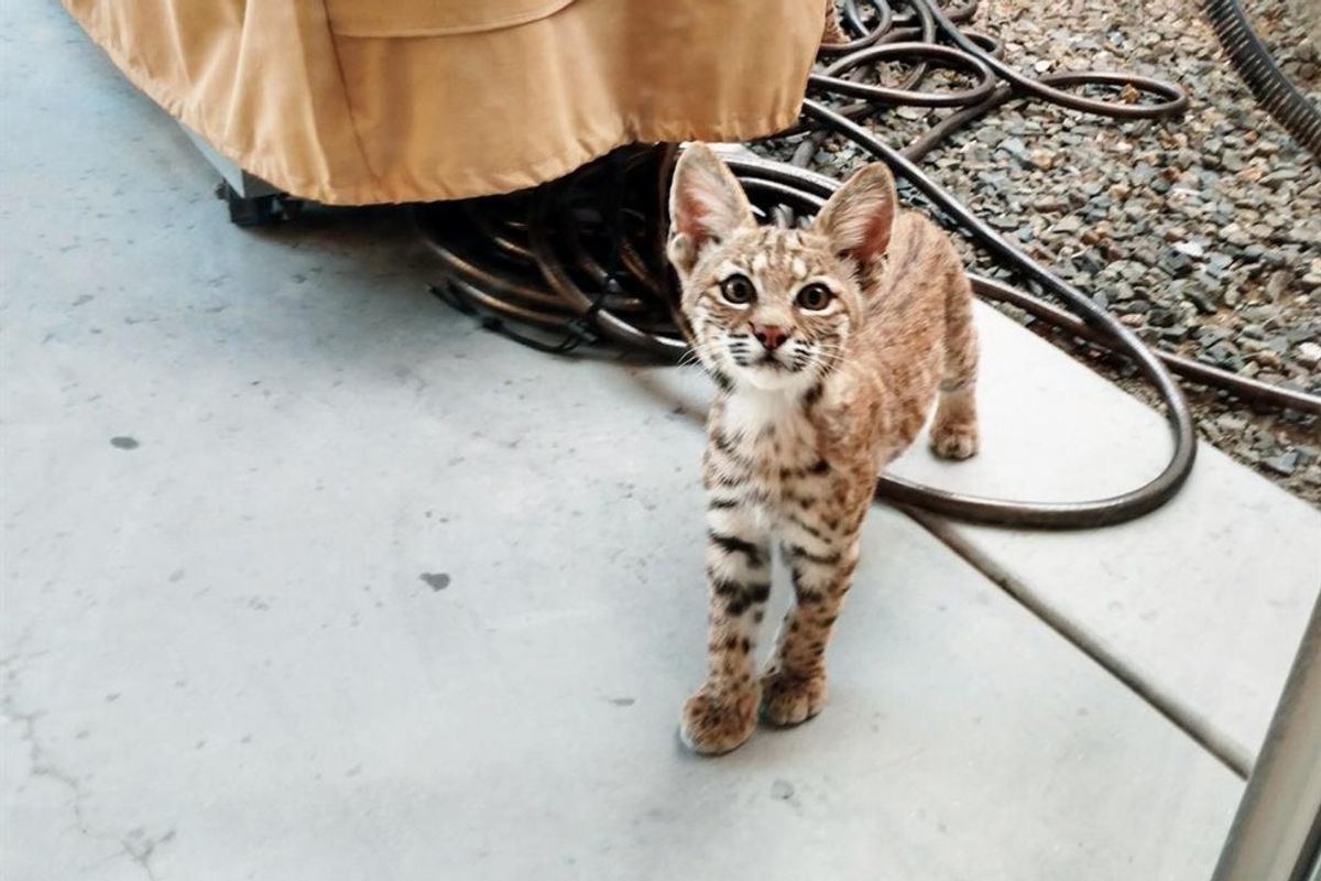 Family Gets Surprise Visit from Several Unexpected Guests