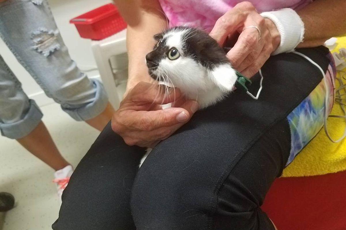 Cat Experiences Feeling in Paralyzed Legs and Can't Believe it