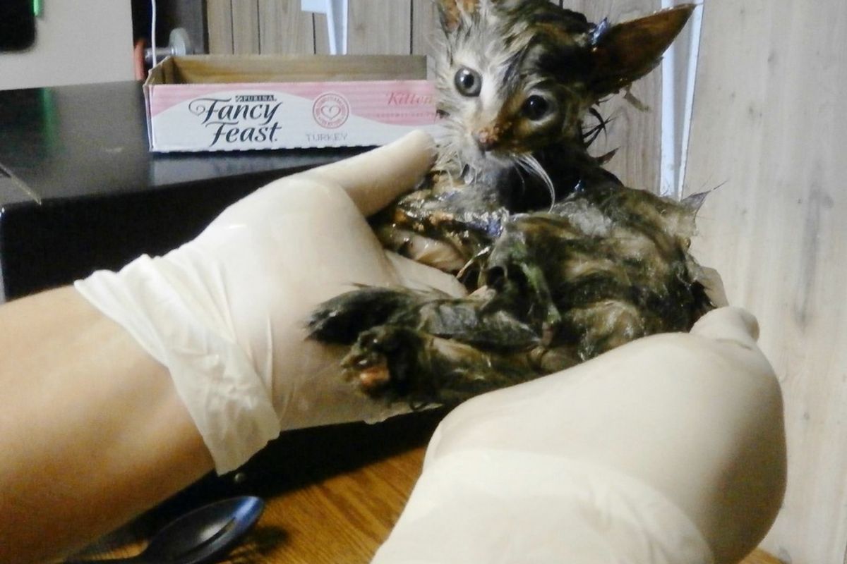 Kitten Found Covered in Mousetrap Glue is Turned Around by Love