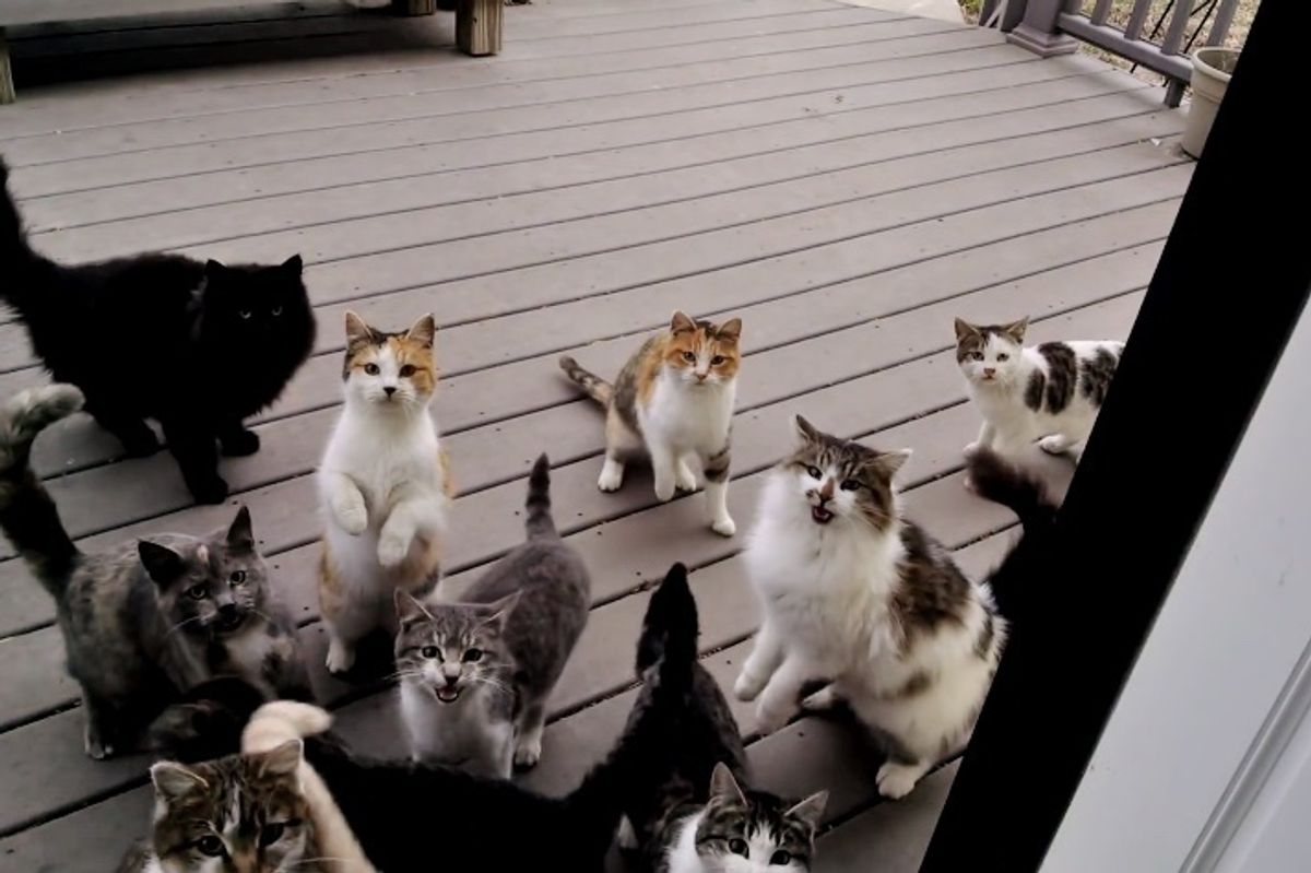 Gang of Kitties Sing Loudly to Man at His Door for Dinner