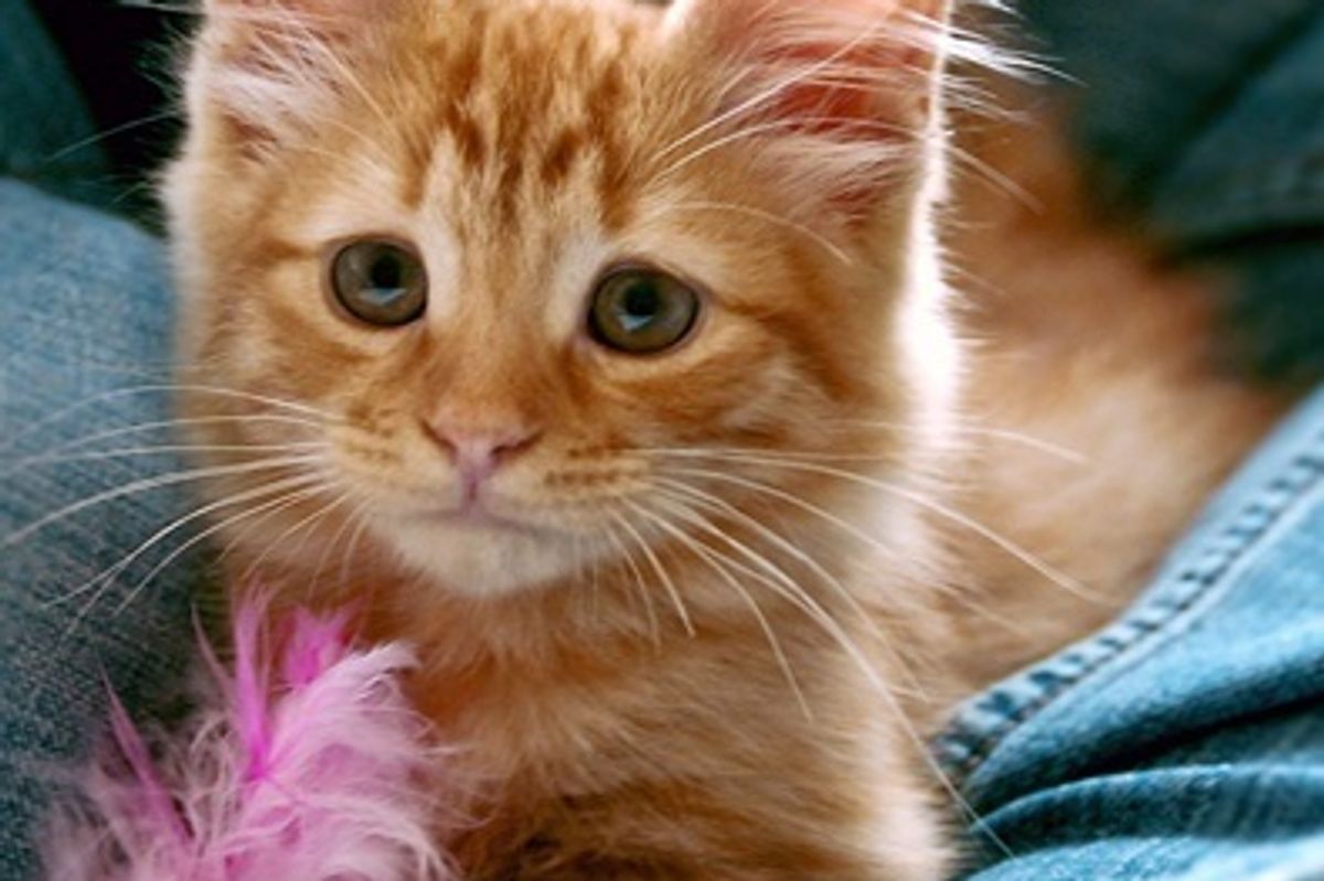 Kitten Born with Always Concerned Look, Now 8 Years Later