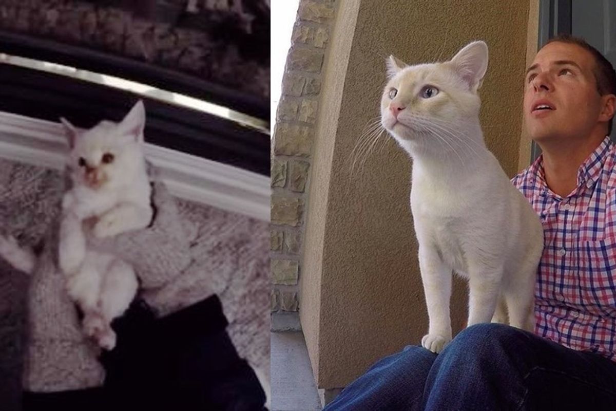 Kitten Saved from Freezing Snow Now Shares His Life with His Best Friend