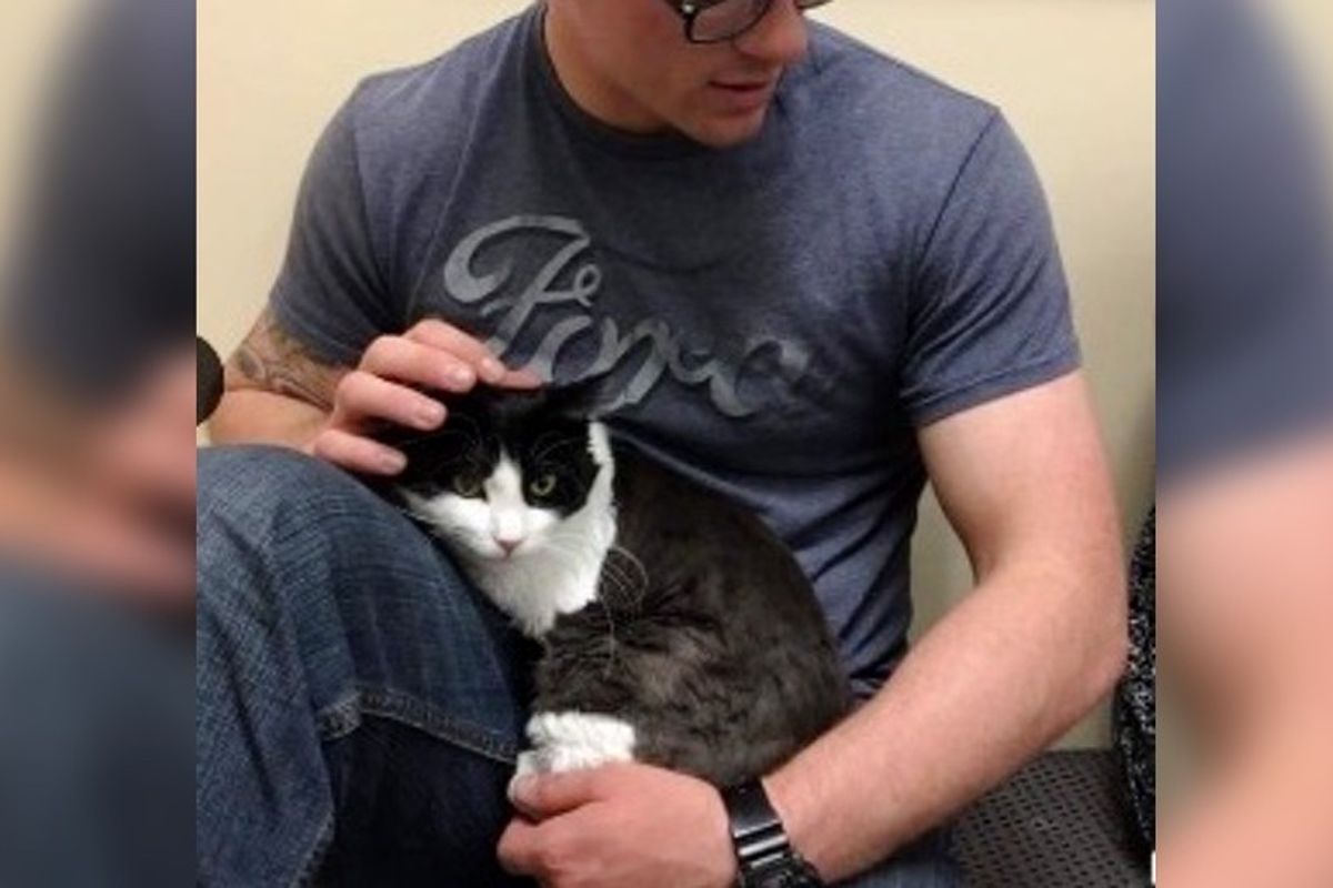 Cat Abandoned by His Former Home Clings to Man At Shelter..
