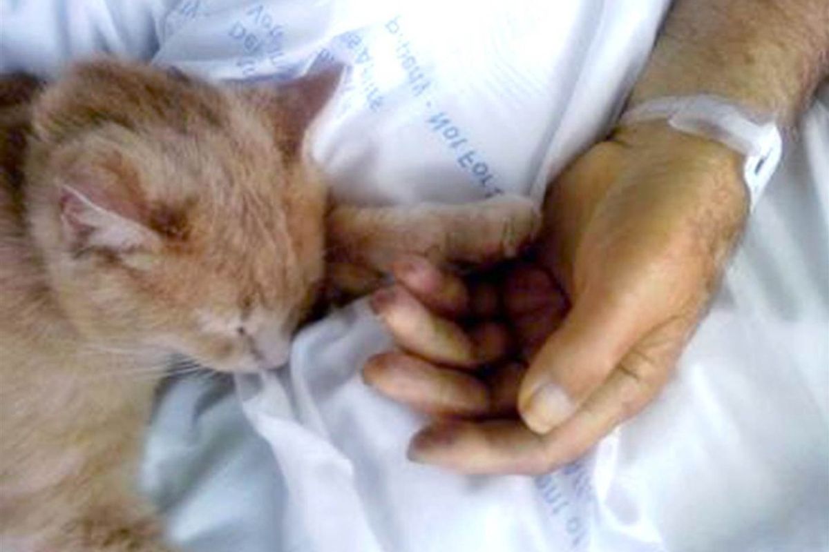 Cat Comforts Veteran and Holds His Hand Before He Passes
