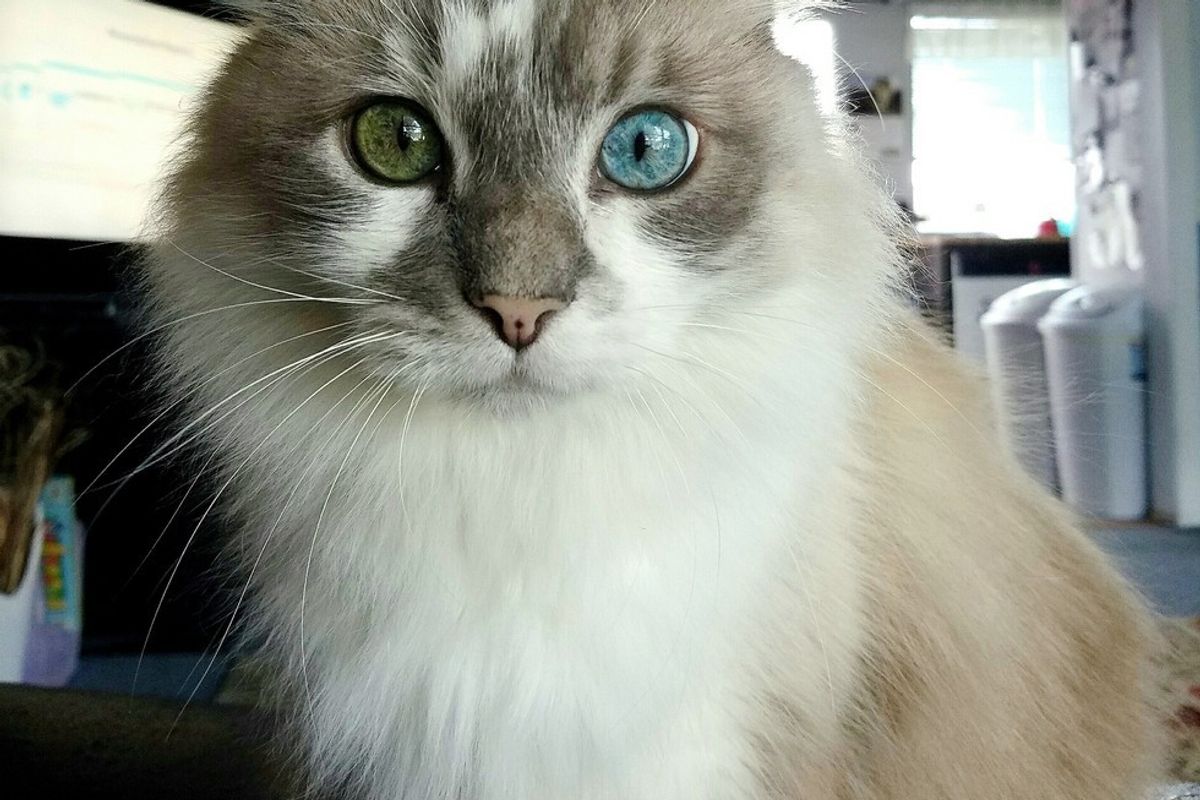 This Senior Cat Changes His Eye Color Over the Year