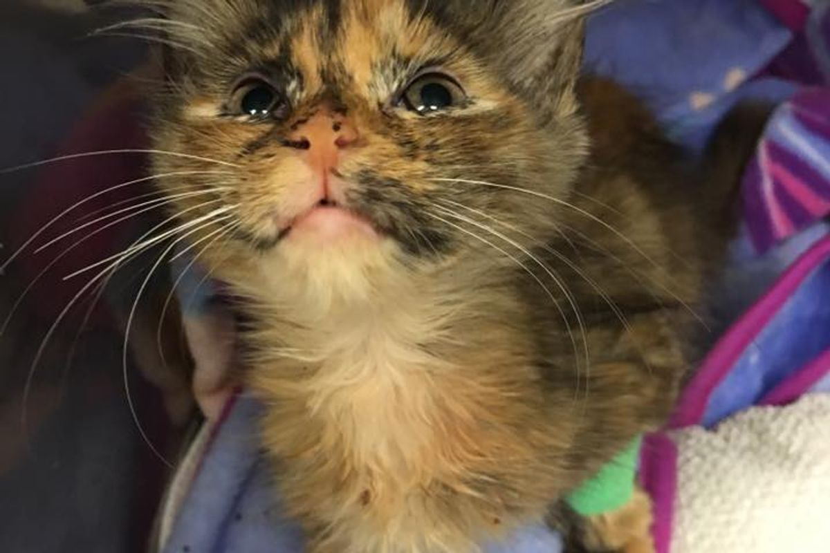 Tortie Kitten Found Lifeless Near Trash Can Surprises Her Rescuers with Her Sass