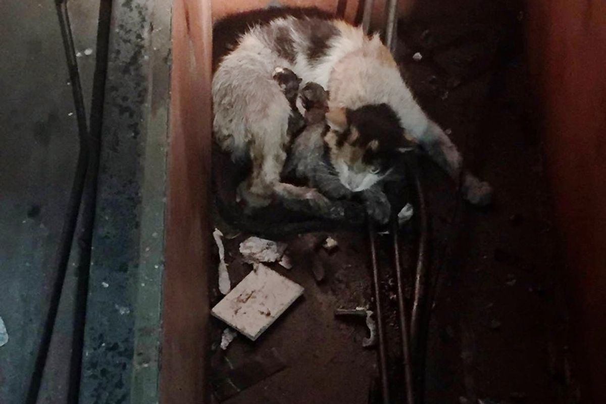 Stray Cat Brings 6 Tiny Furballs to Steel Workers