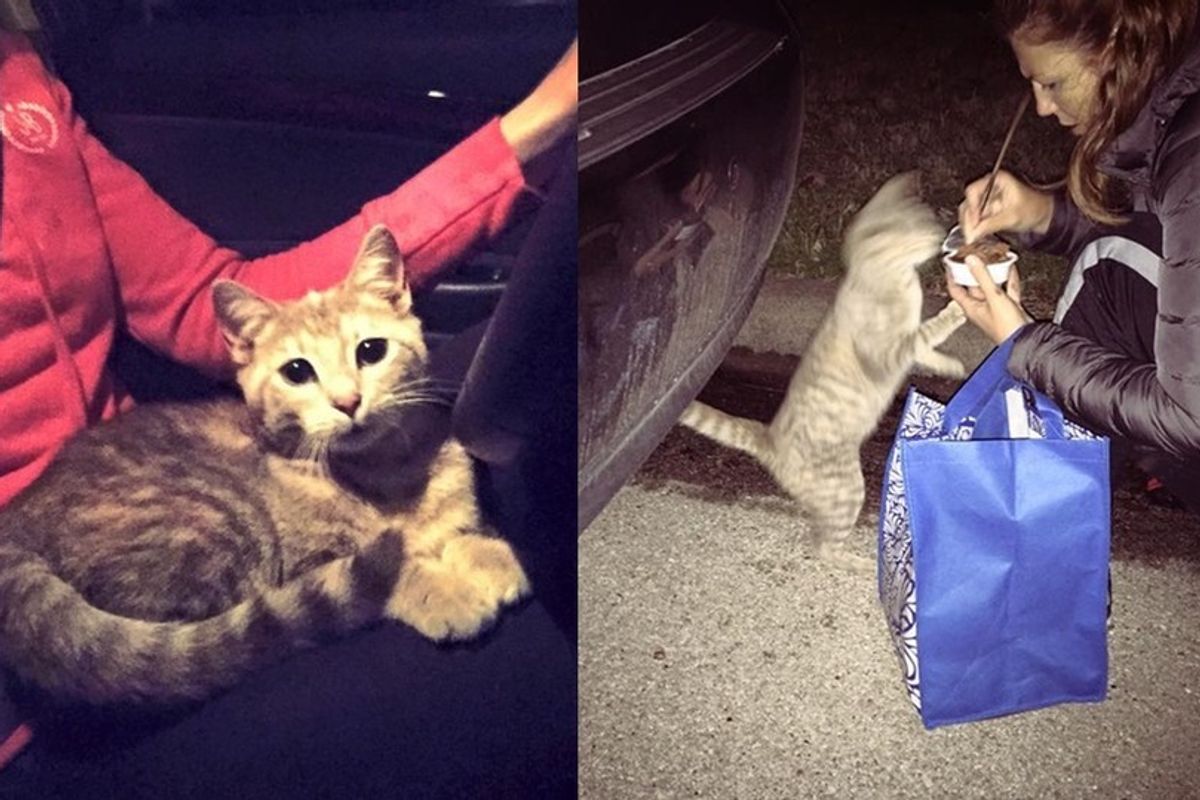 Stray Cat Runs Up to Young Woman Meowing for Love