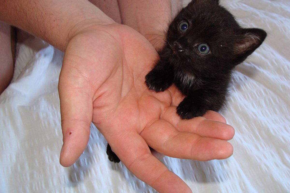 Kitten Found Near Castle Chooses This Guy to Be His Forever Human