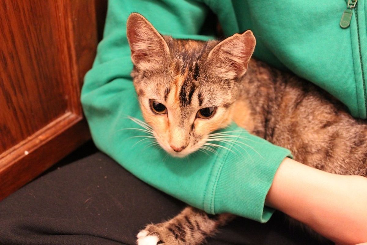 Stray Cat Saunters into Couple's Home... and Gives Birth to Her Babies