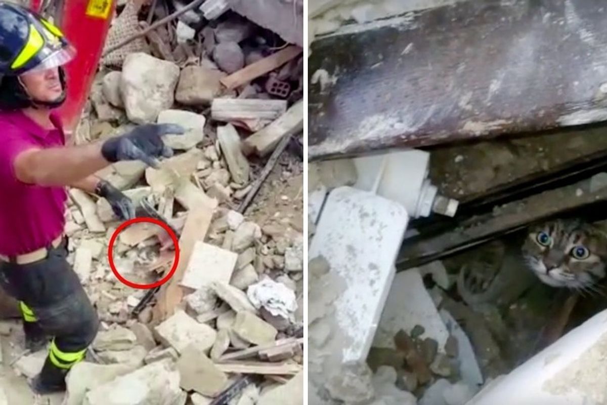 Miracle Cats Rescued from Rubble After Being Trapped for Two Weeks