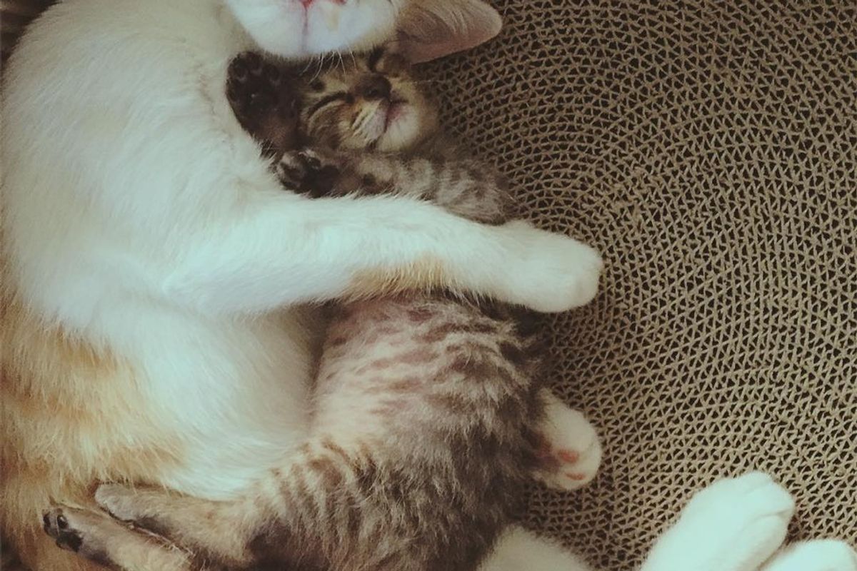 Rescue Cat Takes to Orphaned Tabby and Won’t Let Go