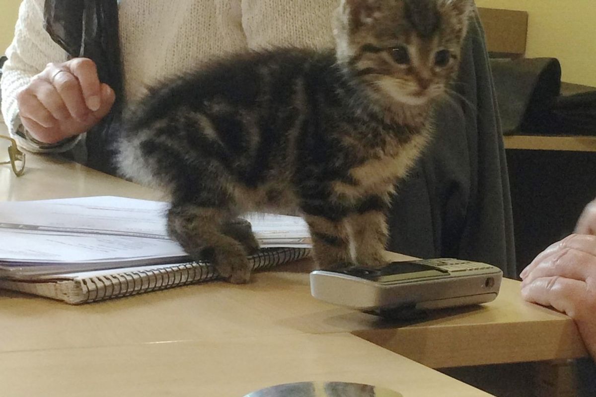 Stray Kitten Strolls Into Office to Offer Employees Some ‘Help’