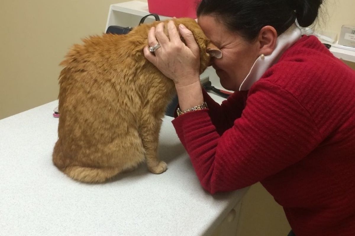 Senior Cat Reunites with His Mom in Ireland After Being Lost in Australia