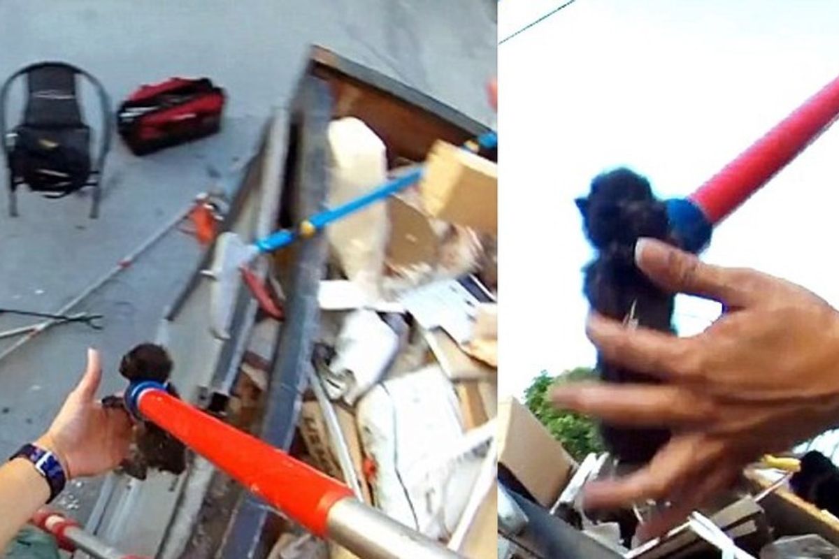 Tiny Kittens Saved from Bottom of Full Dumpster