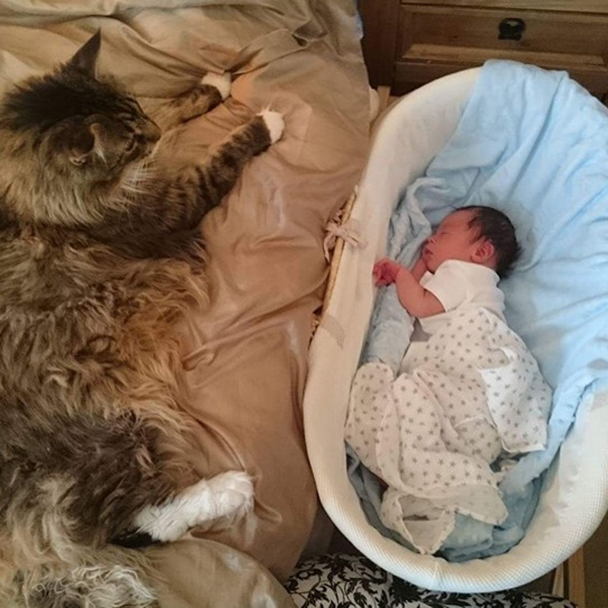 What is the Biggest House Cat in the World: Meet the Giant Feline!