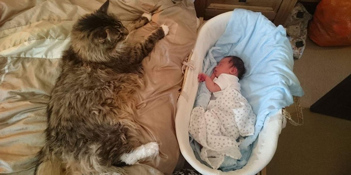 What is the Biggest Household Cat: Discover the Giant Breeds!