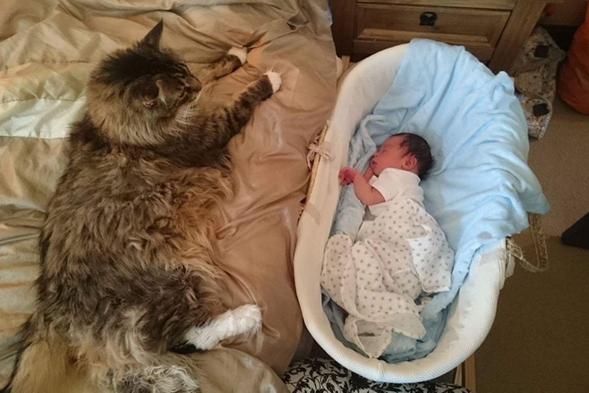 World's Biggest Maine Coon Watches Over His Tiny Brother
