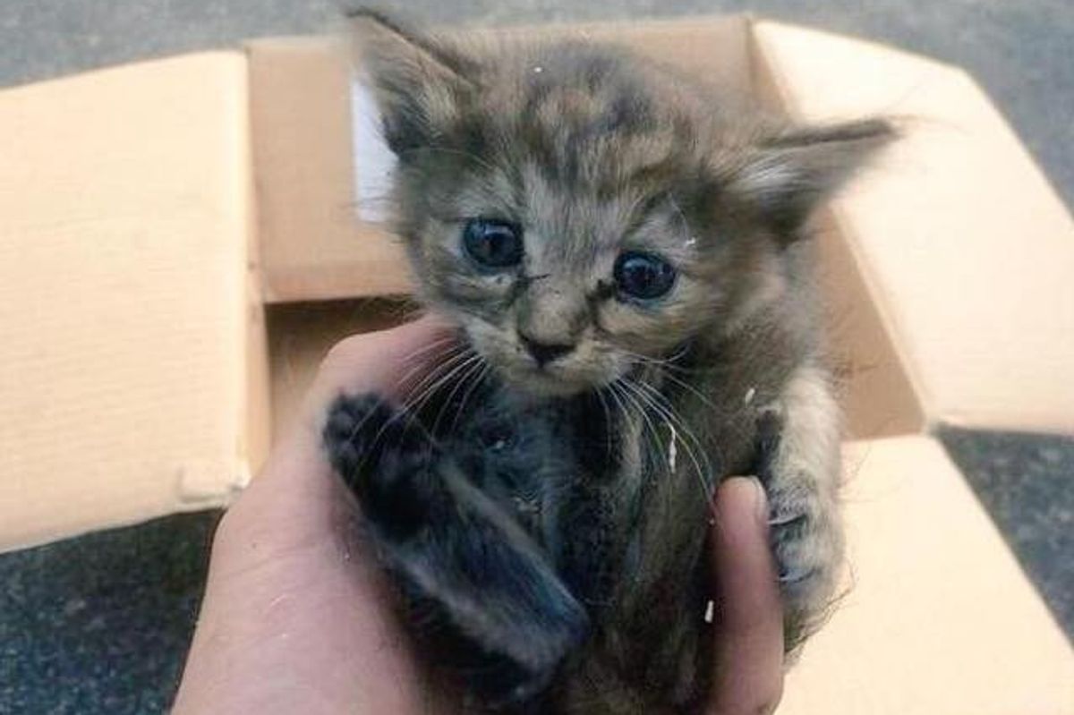 Rescue Kitten Grew Up with Five Ferret Brothers